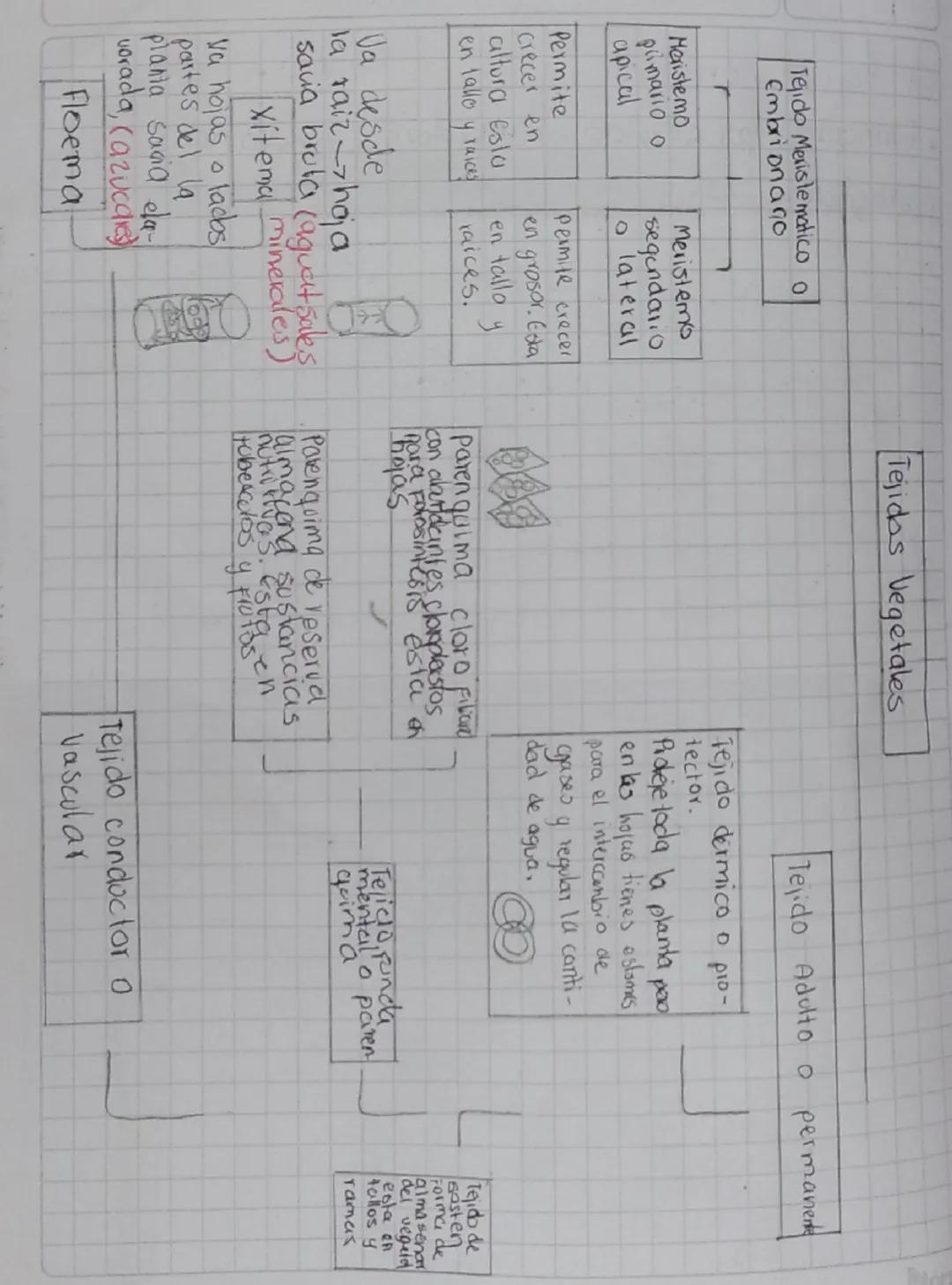 Tejido Meristematico
Embrionago
0
Meristemo
primario o
Meristems
segundario
apical
olateral
Permite
permite crecer
crecer en
en grosor. Esta