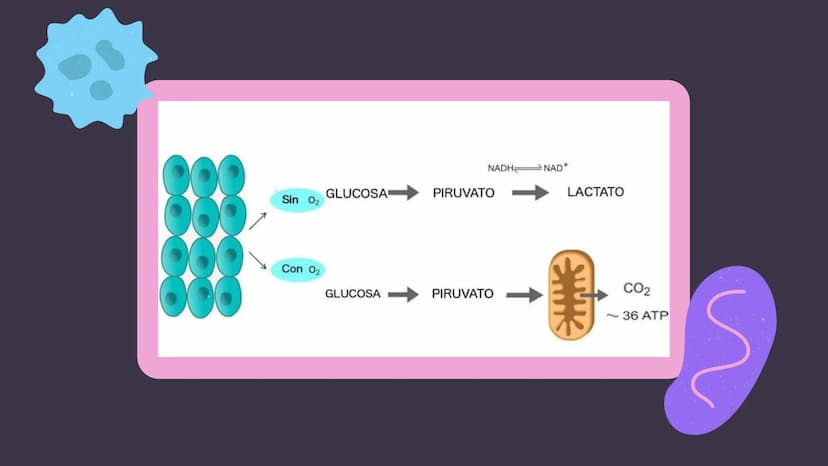 1. GLUCÓLISIS
CONTENIDOS
2. GLUCÓLISIS AEROBICA Y ANAEROBICA
3. CICLO DE KREBS
4. CADENA RESPIRATORIA
5. GLUCONEOGENESIS
6. GLUCOGENÓLISIS Y