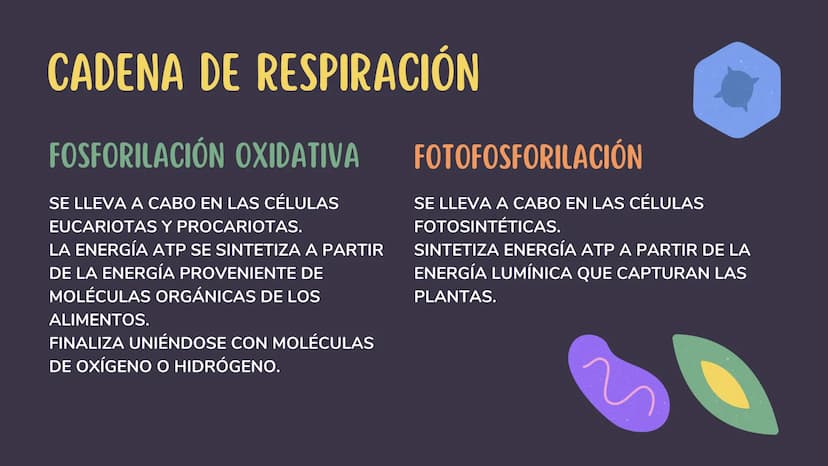 1. GLUCÓLISIS
CONTENIDOS
2. GLUCÓLISIS AEROBICA Y ANAEROBICA
3. CICLO DE KREBS
4. CADENA RESPIRATORIA
5. GLUCONEOGENESIS
6. GLUCOGENÓLISIS Y