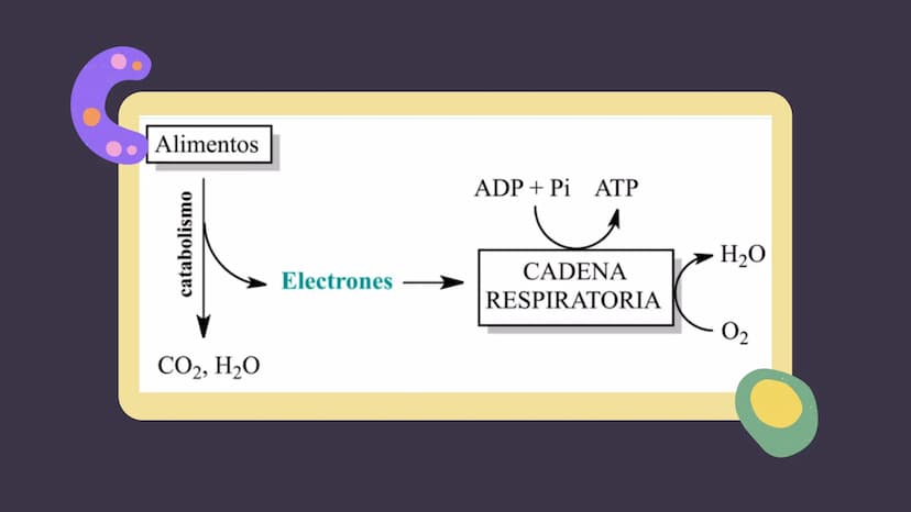 1. GLUCÓLISIS
CONTENIDOS
2. GLUCÓLISIS AEROBICA Y ANAEROBICA
3. CICLO DE KREBS
4. CADENA RESPIRATORIA
5. GLUCONEOGENESIS
6. GLUCOGENÓLISIS Y