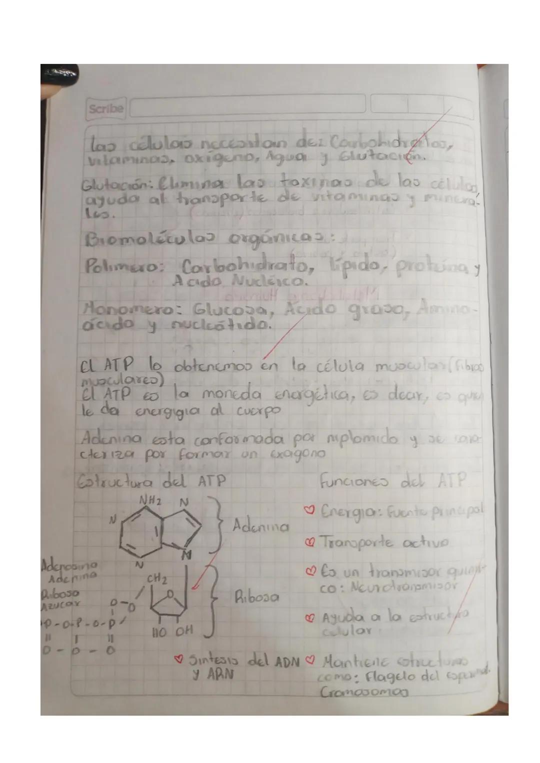 ATP: Adenosin Trifosfato

Descompositor terciario
C10%
res

Carnivoros
Consumidor 10%
secundario

Hervidoroo
Consumidor
Primario
10%
Plantas