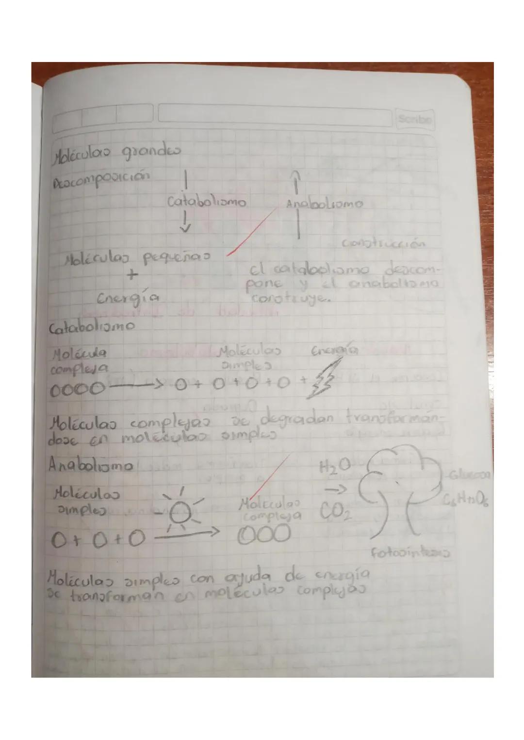 ATP: Adenosin Trifosfato

Descompositor terciario
C10%
res

Carnivoros
Consumidor 10%
secundario

Hervidoroo
Consumidor
Primario
10%
Plantas