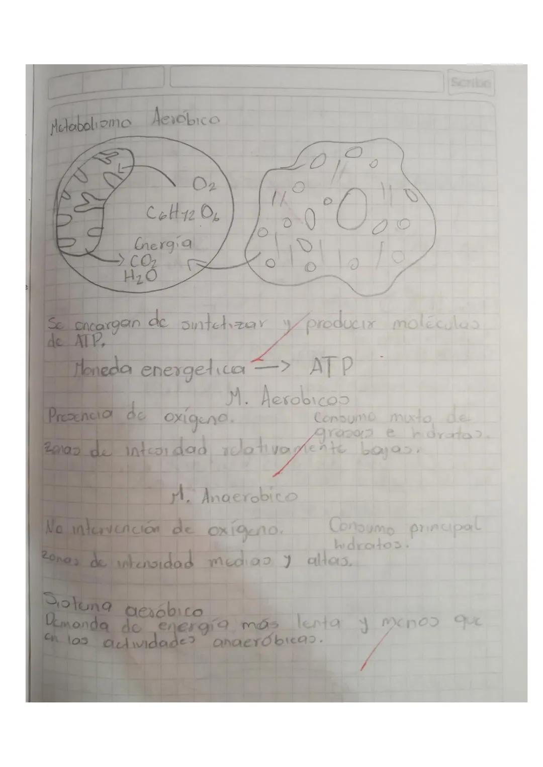 ATP: Adenosin Trifosfato

Descompositor terciario
C10%
res

Carnivoros
Consumidor 10%
secundario

Hervidoroo
Consumidor
Primario
10%
Plantas