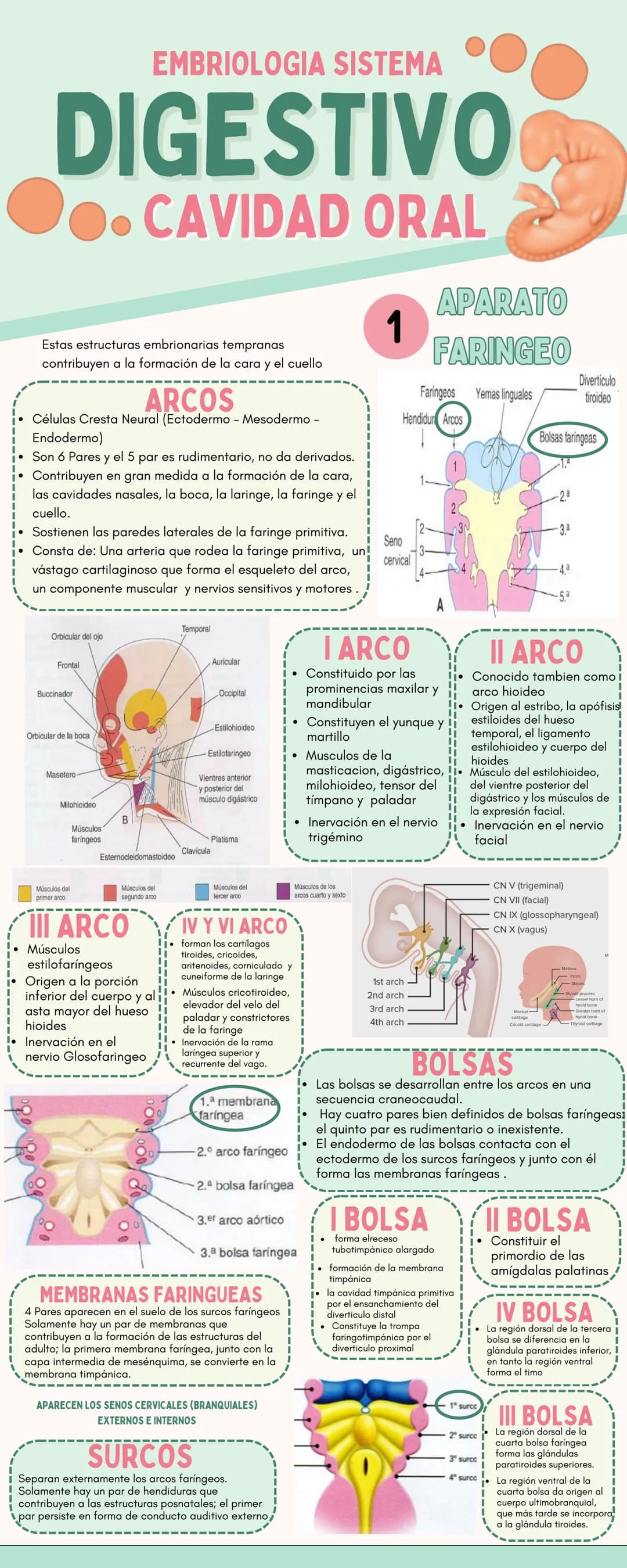 EMBRIOLOGIA SISTEMA
DIGESTIVO
●. CAVIDAD ORAL
1
APARATO
FARINGEO
Estas estructuras embrionarias tempranas
contribuyen a la formación de la c