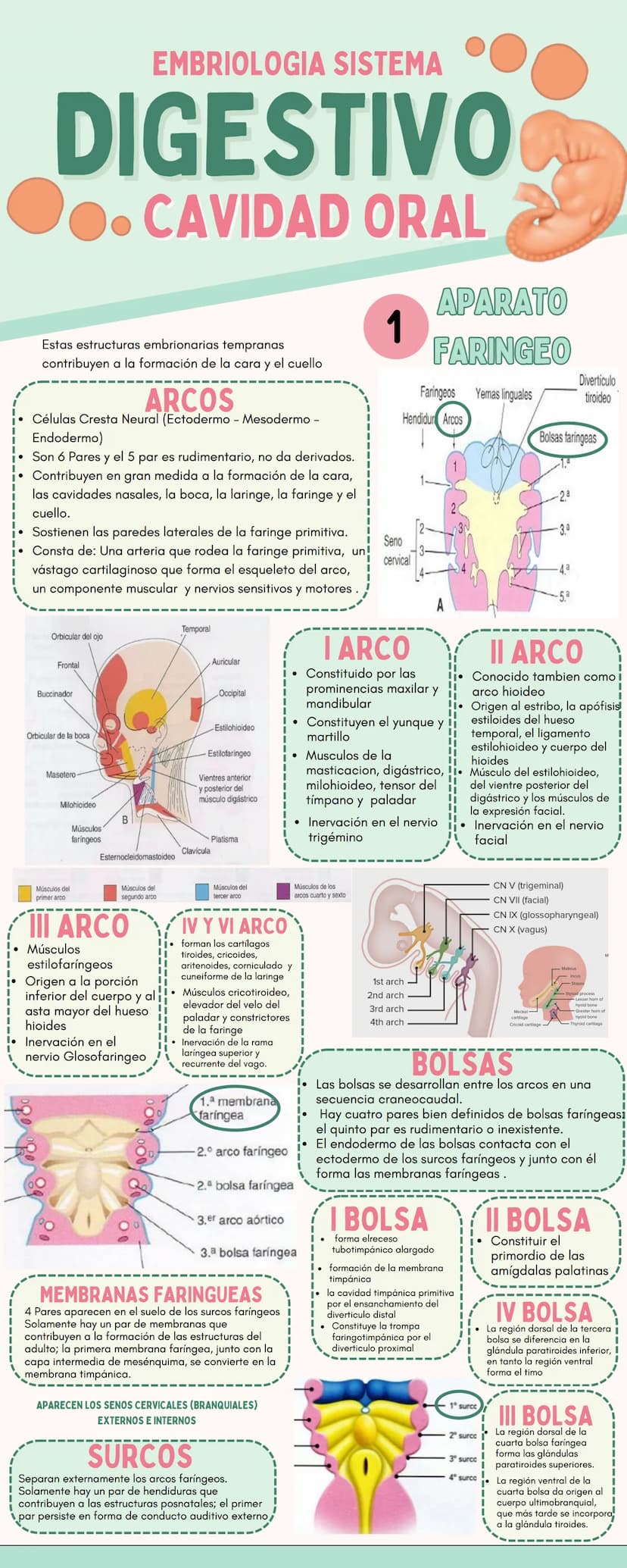 EMBRIOLOGIA SISTEMA
DIGESTIVO
●. CAVIDAD ORAL
1
APARATO
FARINGEO
Estas estructuras embrionarias tempranas
contribuyen a la formación de la c