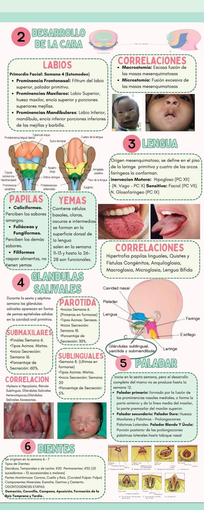 EMBRIOLOGIA SISTEMA
DIGESTIVO
●. CAVIDAD ORAL
1
APARATO
FARINGEO
Estas estructuras embrionarias tempranas
contribuyen a la formación de la c