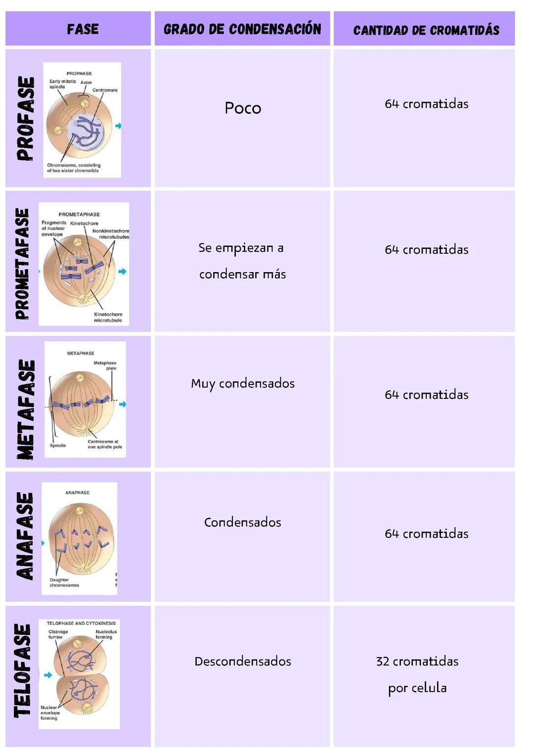 Las Etapas de la Mitosis: Explicación Detallada
