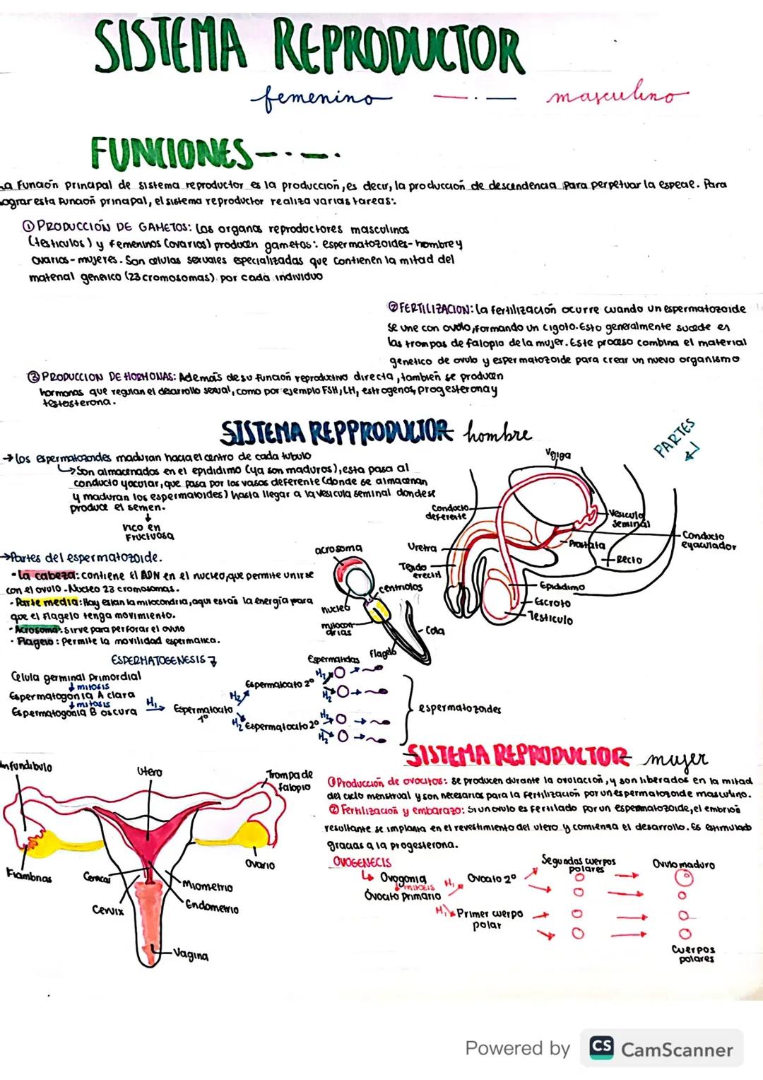 Sistema reproductor (femenino/masculino)