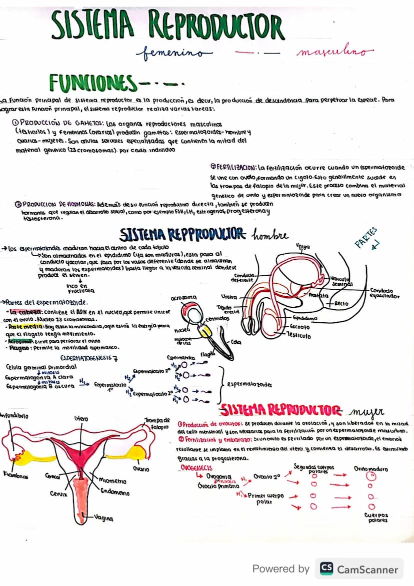 SISTEMA REPRODUCTOR
FUNCIONES
femenino
masculino
La función principal de sistema reproductor es la produccion, es decir, la produccion de de