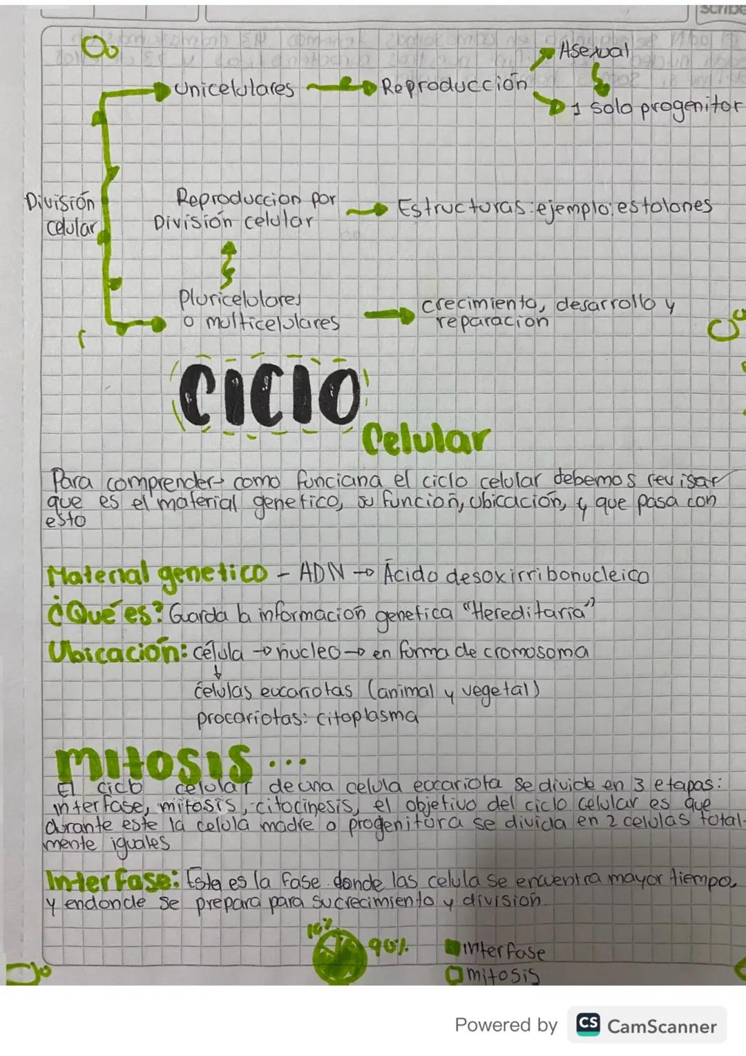 Ciclo celular 