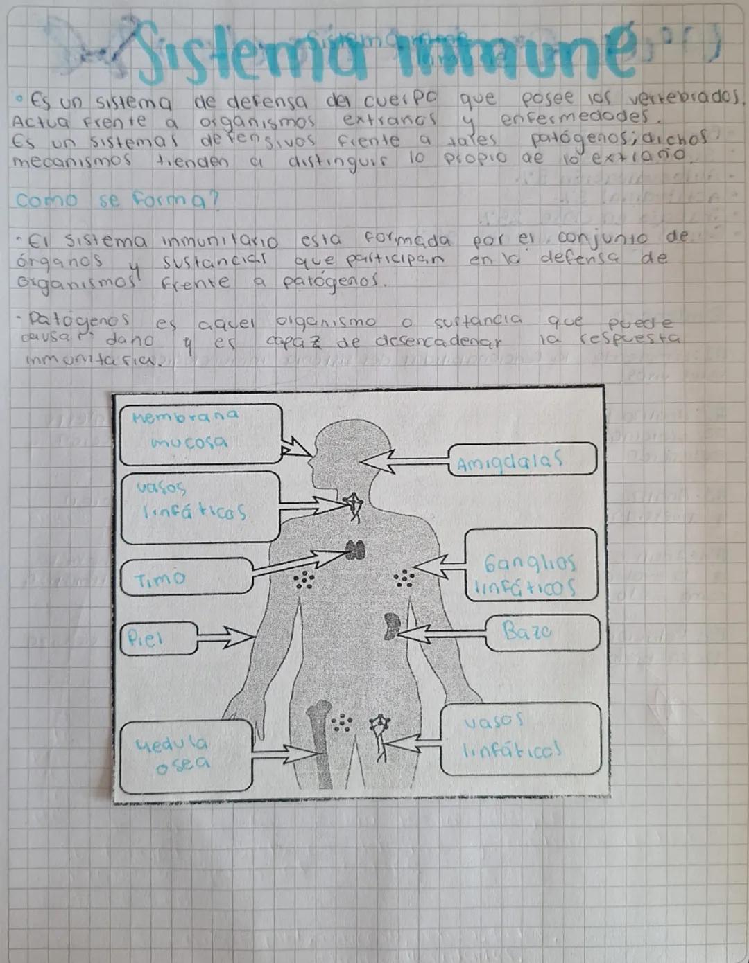 # Sistema inmune
• Es un sistema de defensa del cuerpo que posee los vertebrados,
y enfermedades
Actua frente a organismos extrañas
Es un si