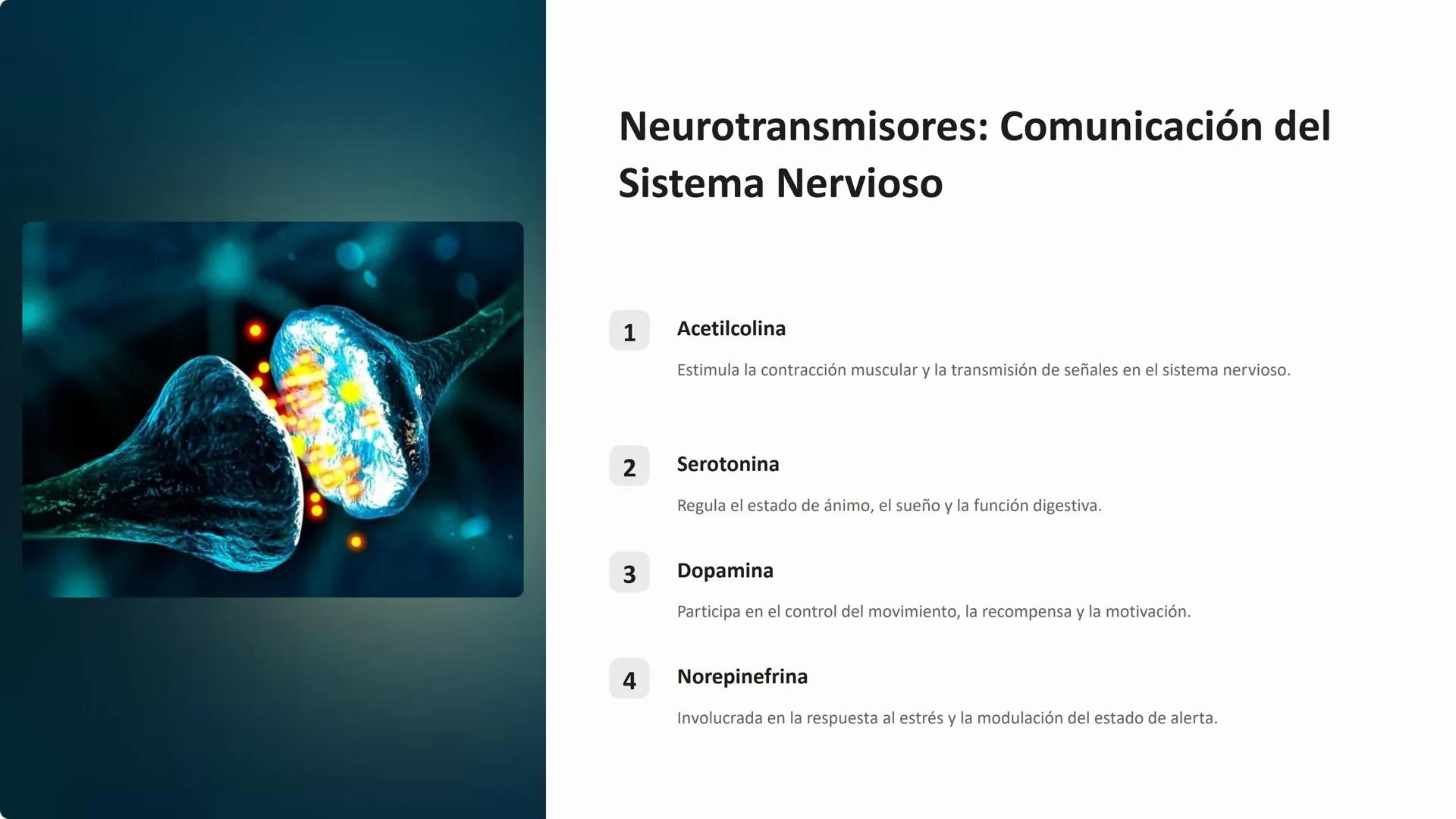 dre
dream
tim
om
ID 799
me
# Química de los Animales:
## Metabolismo, Hormonas y
## Neurotransmisores

La química de los animales es un fasc