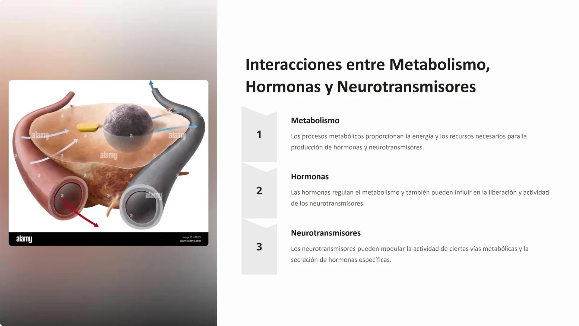 dre
dream
tim
om
ID 799
me
# Química de los Animales:
## Metabolismo, Hormonas y
## Neurotransmisores

La química de los animales es un fasc