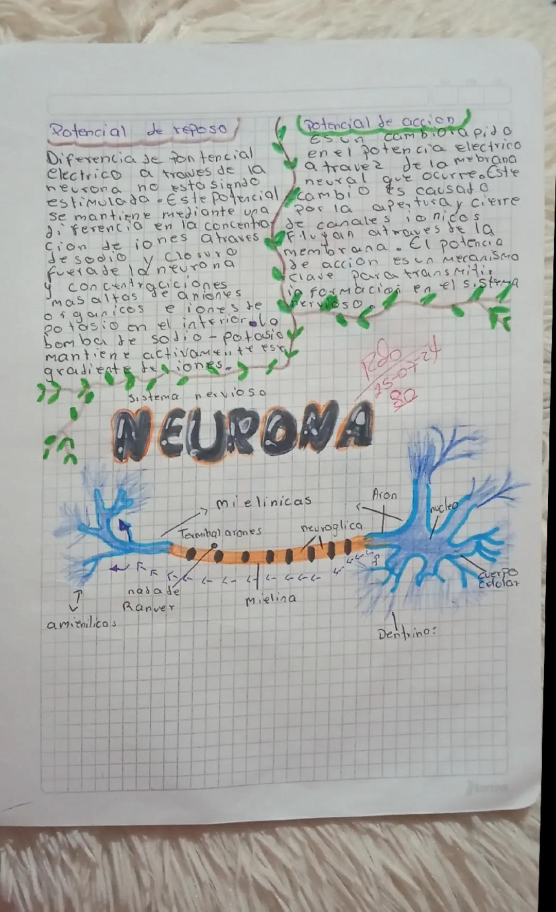 Potencial de reposo
Diferencia se pon tencial
electrico
(Potencial de accion
Esun
cam biota pita
en el potencia electrico
a travez de la meb