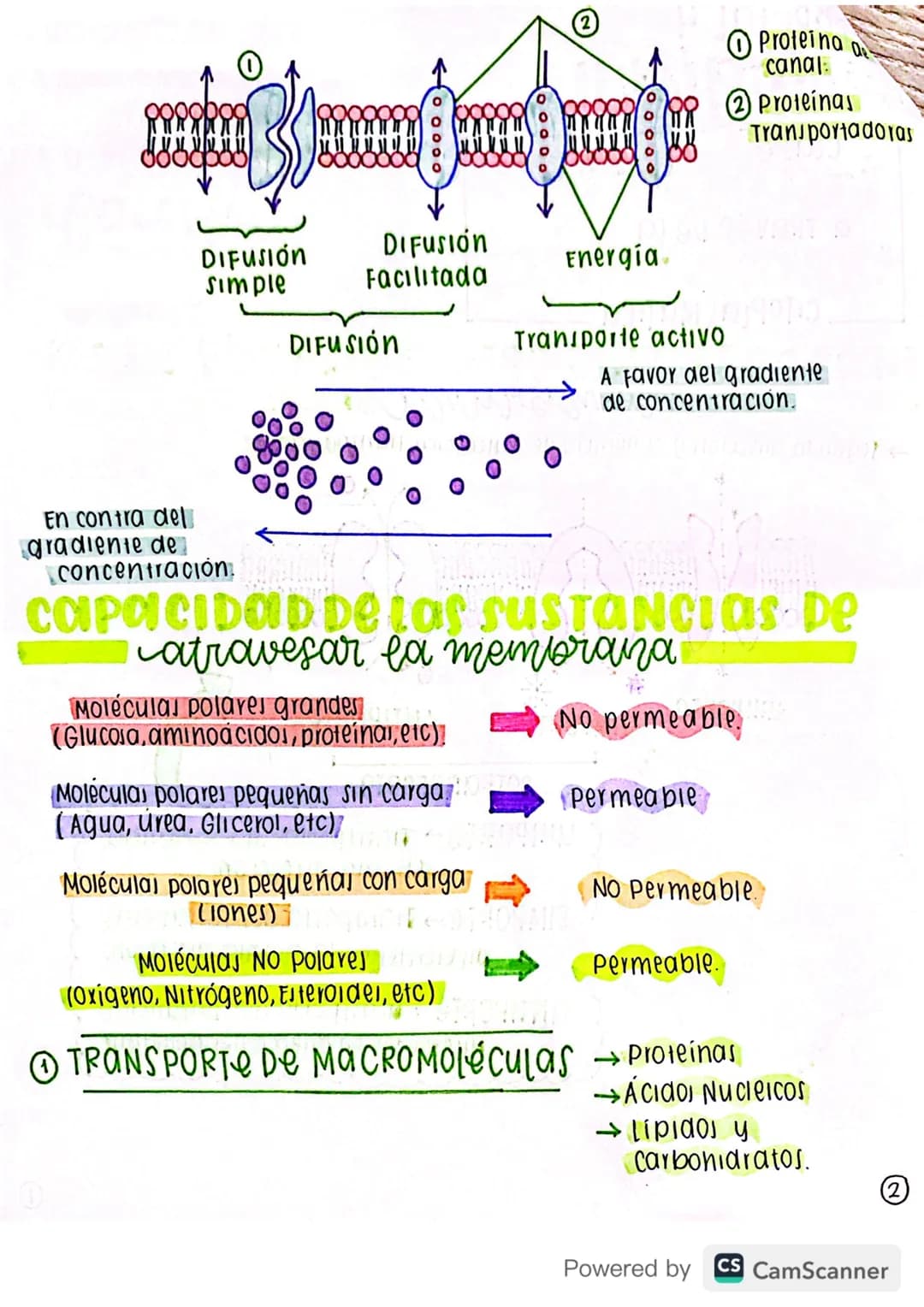 biologia 11
transporte
Clase
a Través de la
membrana
CITOPLASMÁTICA
clase 1
TIPOS DE TRANSPORTE a través de 10
membranas
→ Según la direcció