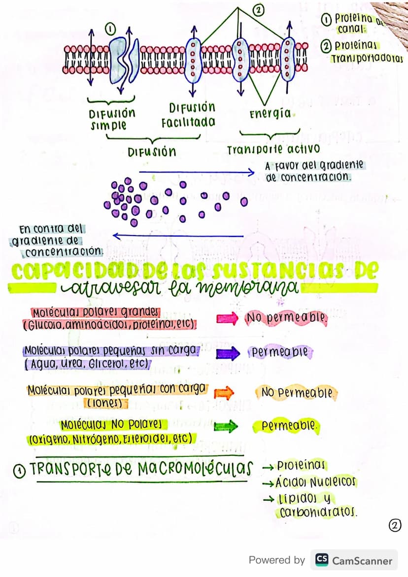 biologia 11
transporte
Clase
a Través de la
membrana
CITOPLASMÁTICA
clase 1
TIPOS DE TRANSPORTE a través de 10
membranas
→ Según la direcció