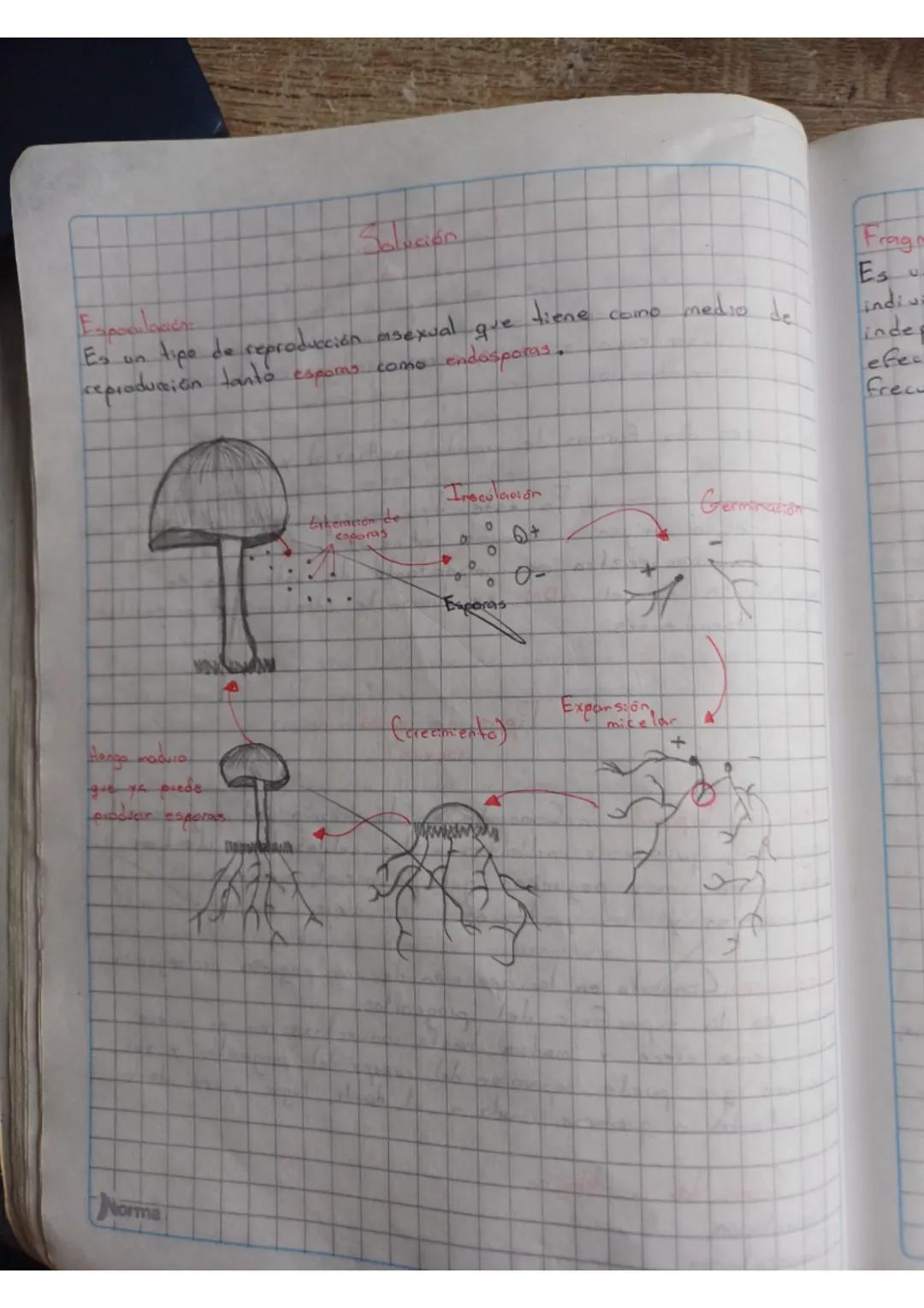 22
reproducción
Bokes.
en
حصدتاد
EL
proceso
0
mecanisino.
mediante cual los organismos
producen dependencia, es dear, seres semejantes a ell