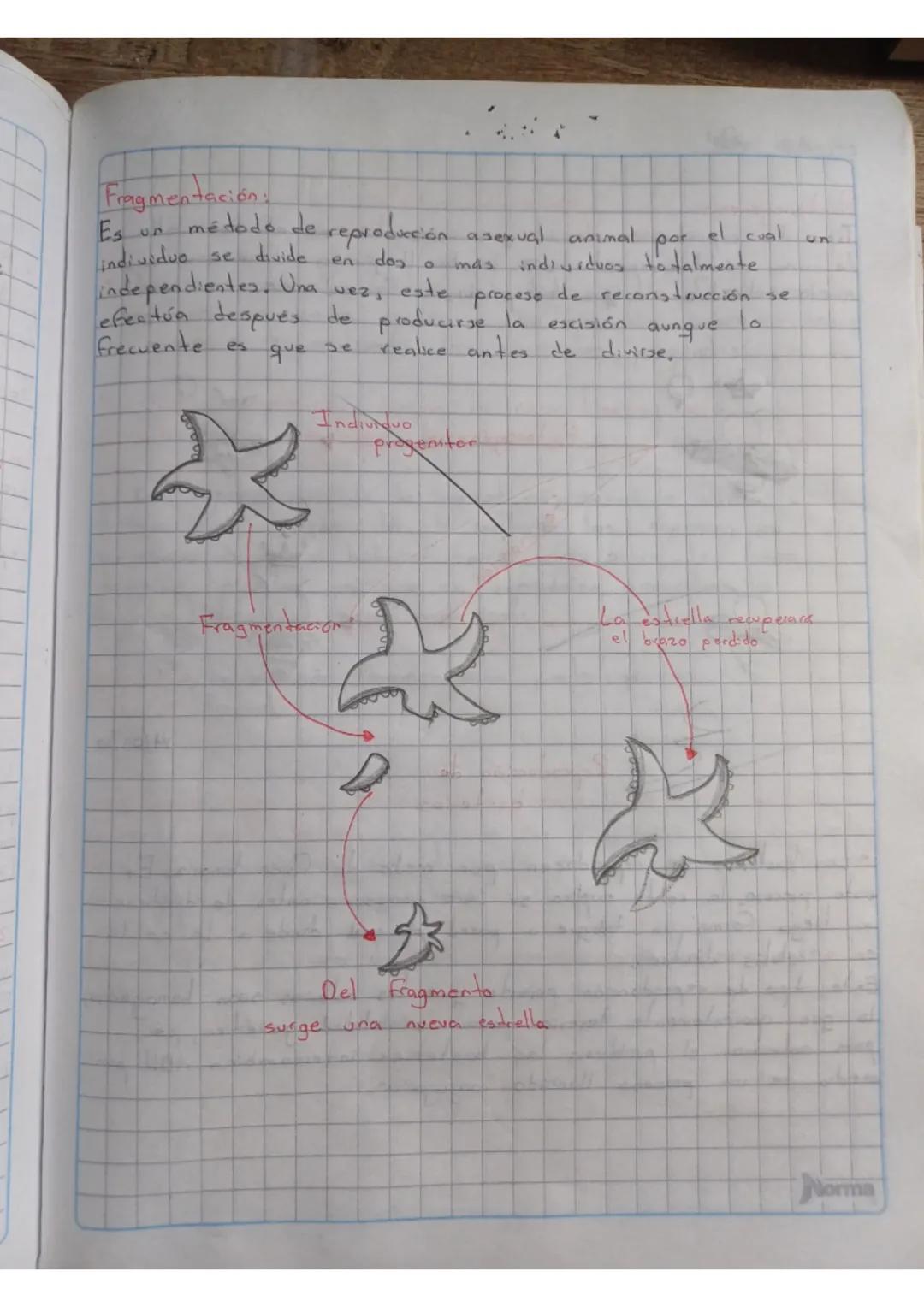 22
reproducción
Bokes.
en
حصدتاد
EL
proceso
0
mecanisino.
mediante cual los organismos
producen dependencia, es dear, seres semejantes a ell