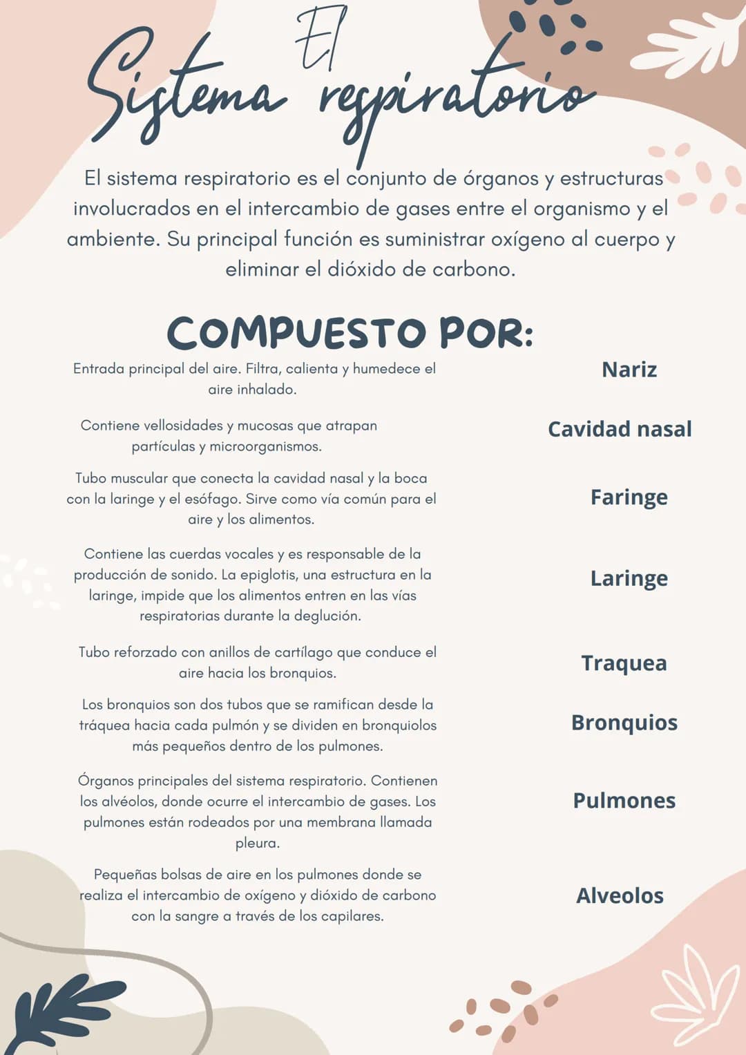 日
Sistema respiratorio
El sistema respiratorio es el conjunto de órganos y estructuras
involucrados en el intercambio de gases entre el orga