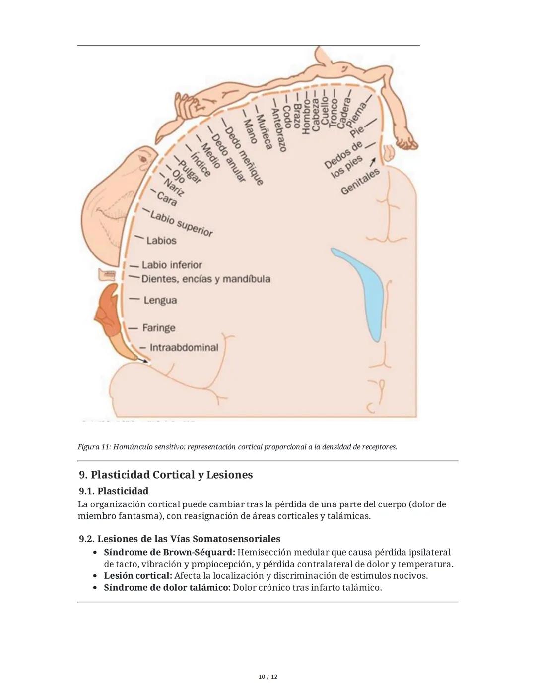 Neurotransmisión Somatosensorial: Tacto, Dolor y Temperatura
1. Introducción y Objetivos
Este capítulo aborda los mecanismos fisiológicos de