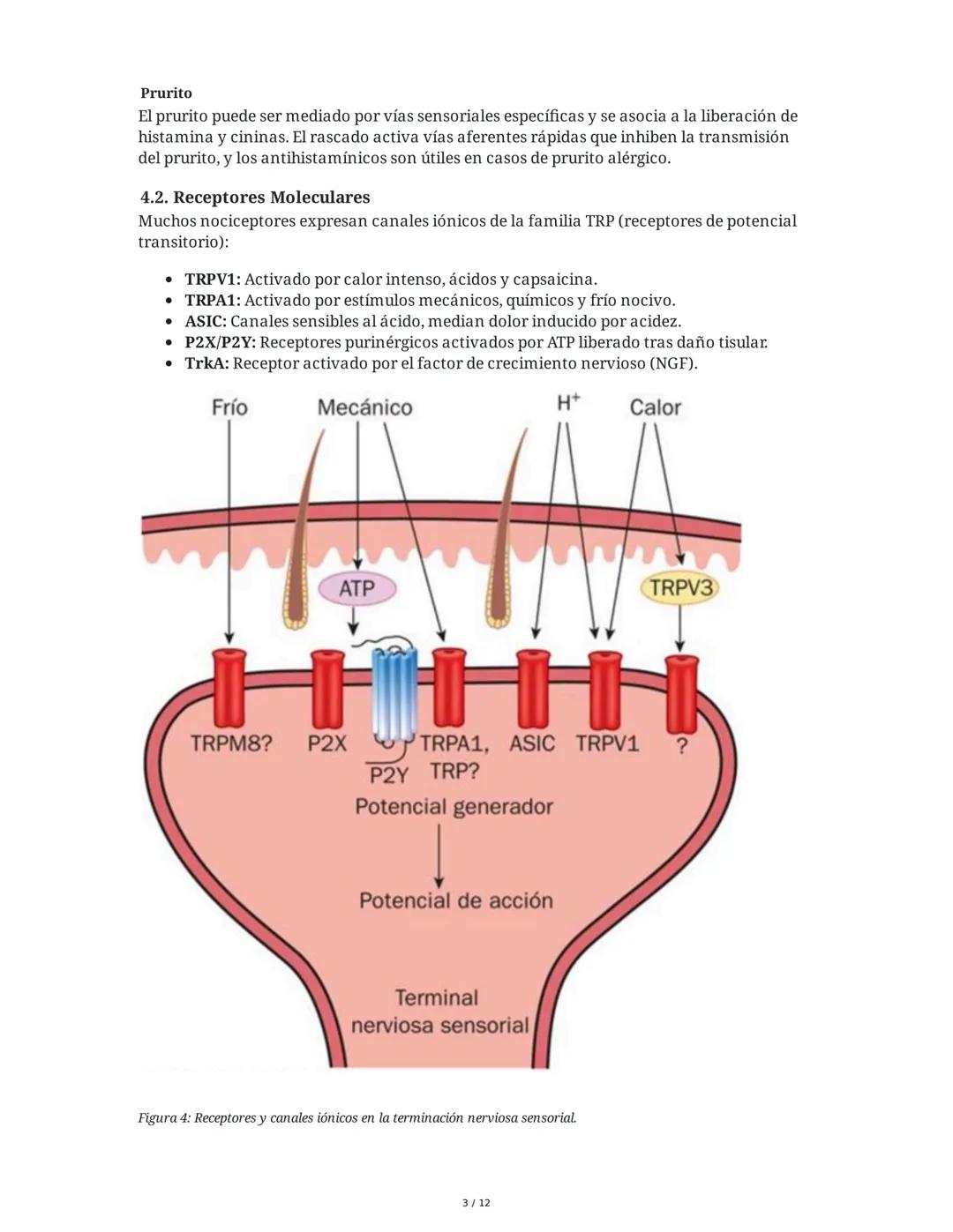 Neurotransmisión Somatosensorial: Tacto, Dolor y Temperatura
1. Introducción y Objetivos
Este capítulo aborda los mecanismos fisiológicos de