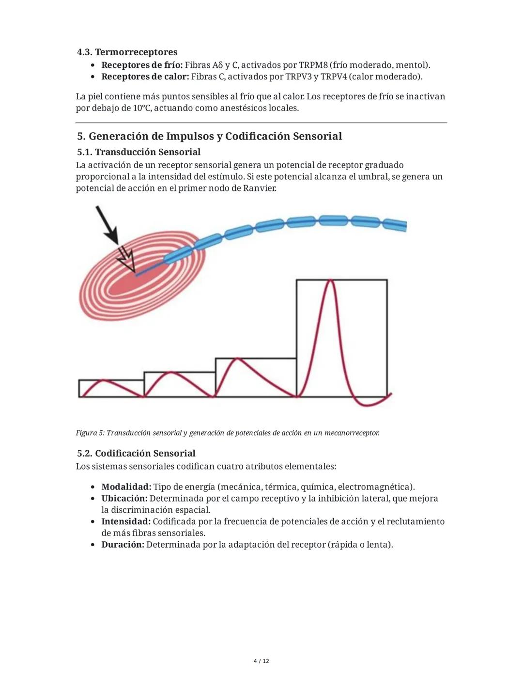 Neurotransmisión Somatosensorial: Tacto, Dolor y Temperatura
1. Introducción y Objetivos
Este capítulo aborda los mecanismos fisiológicos de