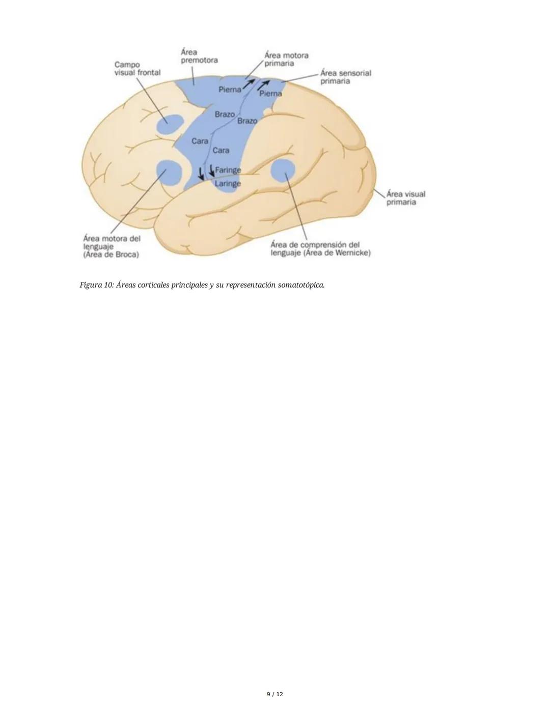 Neurotransmisión Somatosensorial: Tacto, Dolor y Temperatura
1. Introducción y Objetivos
Este capítulo aborda los mecanismos fisiológicos de