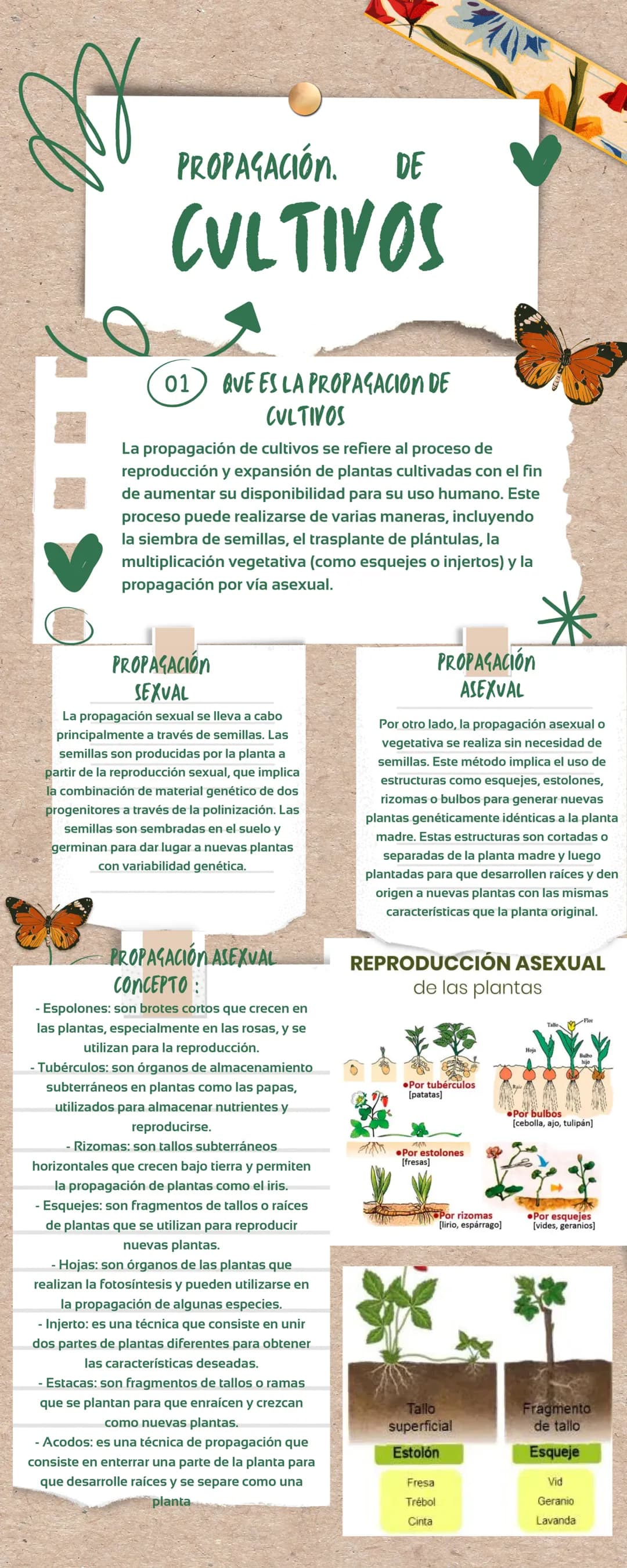 PROPAGACIÓN. DE
CULTIVOS
01
QUE ES LA PROPAGACIÓN DE
CULTIVOS
La propagación de cultivos se refiere al proceso de
reproducción y expansión d