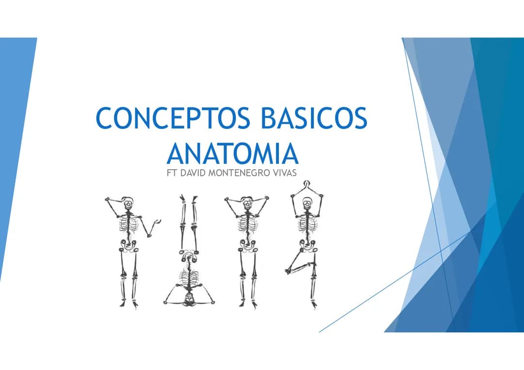 Anatomia