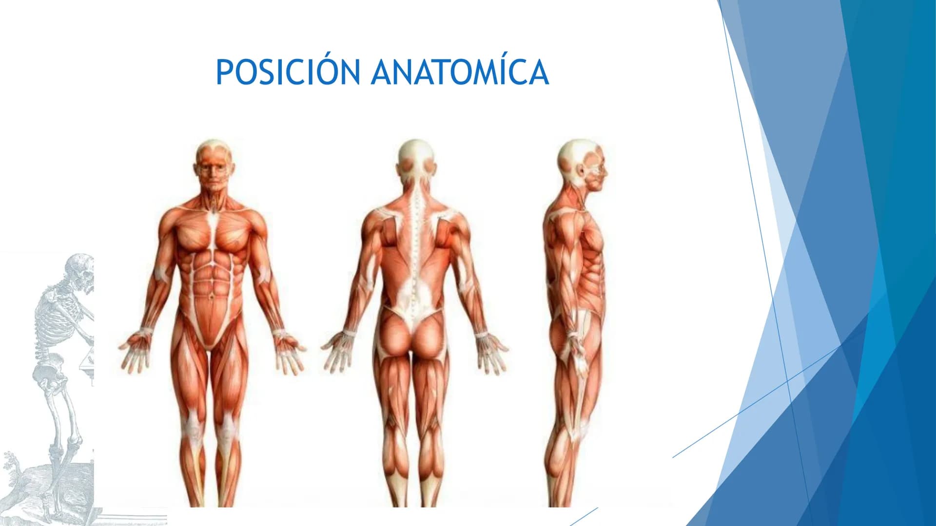 CONCEPTOS BASICOS
ANATOMIA
FT DAVID MONTENEGRO VIVAS ¿QUÉ ES LA ANATOMÍA? ANATOMÍA
Es el estudio de la estructura y la forma del cuerpo y su