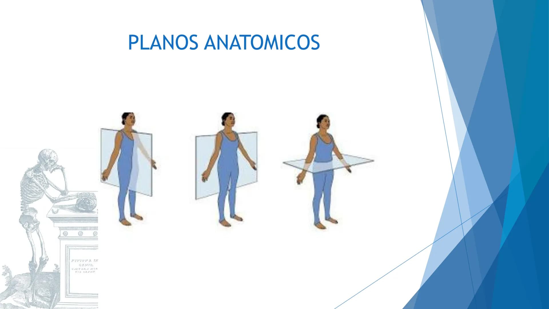CONCEPTOS BASICOS
ANATOMIA
FT DAVID MONTENEGRO VIVAS ¿QUÉ ES LA ANATOMÍA? ANATOMÍA
Es el estudio de la estructura y la forma del cuerpo y su
