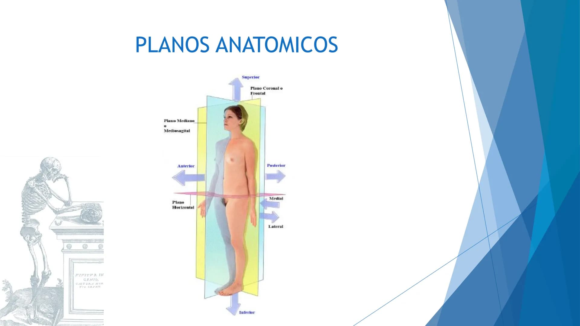 CONCEPTOS BASICOS
ANATOMIA
FT DAVID MONTENEGRO VIVAS ¿QUÉ ES LA ANATOMÍA? ANATOMÍA
Es el estudio de la estructura y la forma del cuerpo y su