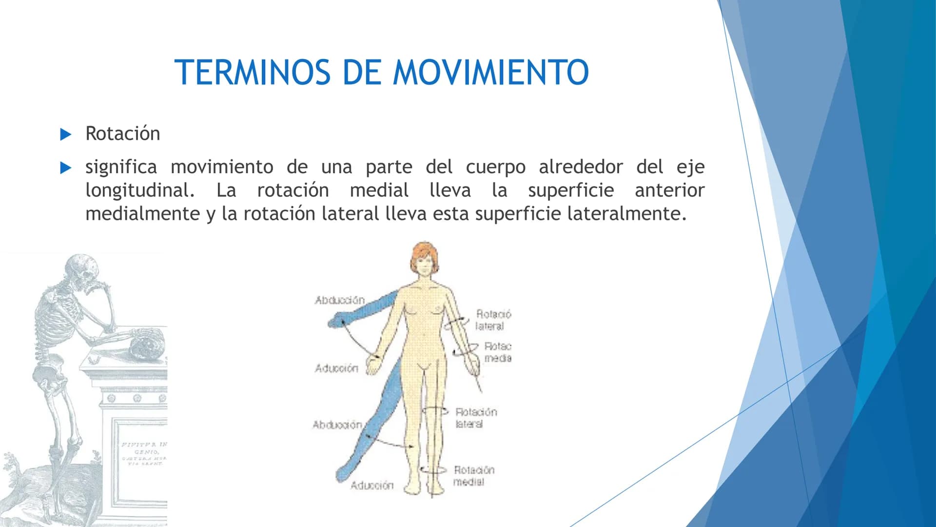 CONCEPTOS BASICOS
ANATOMIA
FT DAVID MONTENEGRO VIVAS ¿QUÉ ES LA ANATOMÍA? ANATOMÍA
Es el estudio de la estructura y la forma del cuerpo y su