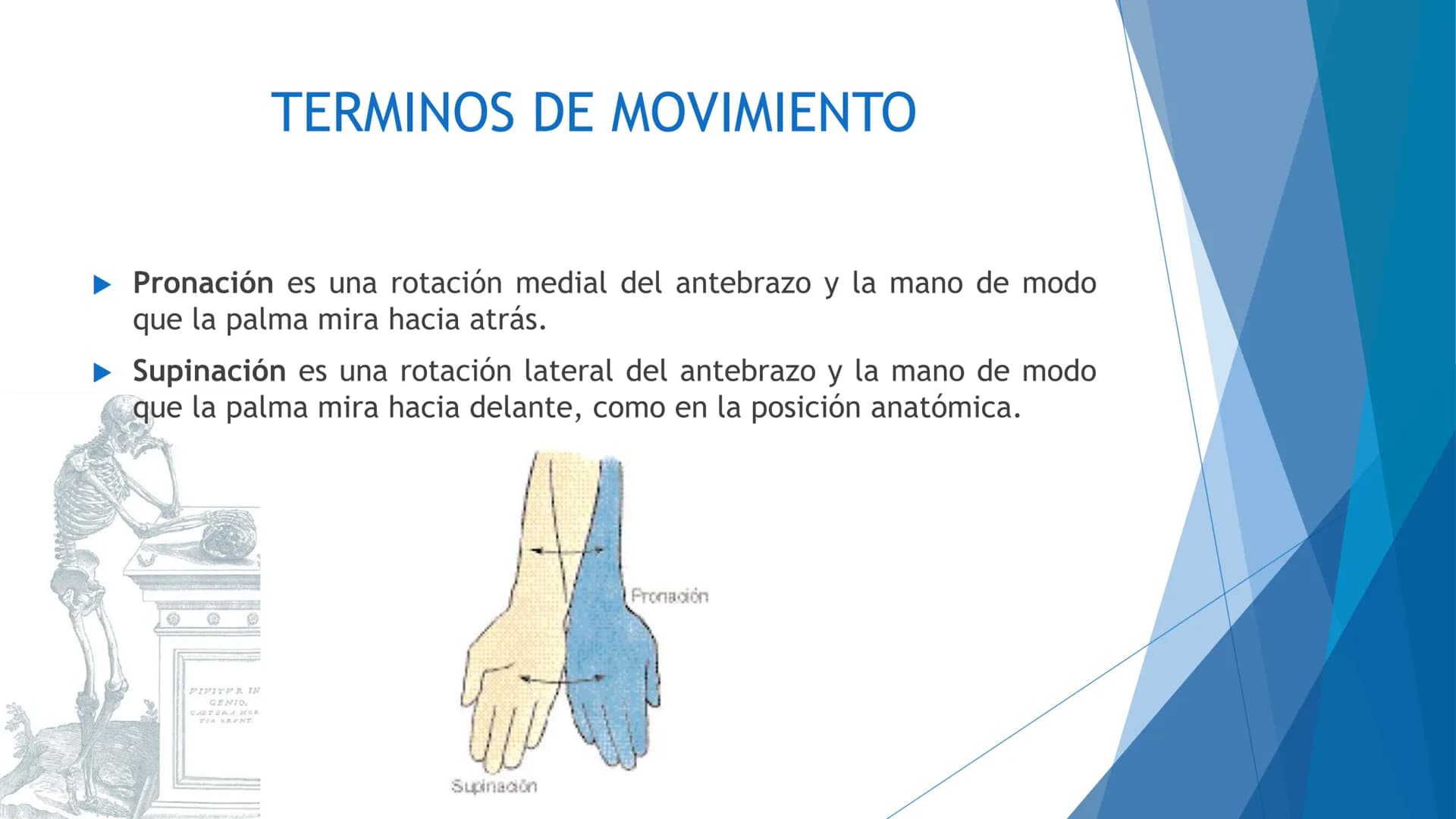 CONCEPTOS BASICOS
ANATOMIA
FT DAVID MONTENEGRO VIVAS ¿QUÉ ES LA ANATOMÍA? ANATOMÍA
Es el estudio de la estructura y la forma del cuerpo y su