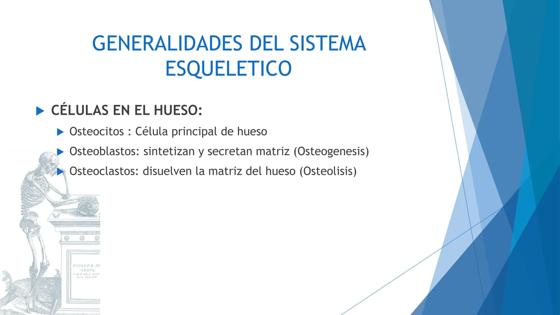 CONCEPTOS BASICOS
ANATOMIA
FT DAVID MONTENEGRO VIVAS ¿QUÉ ES LA ANATOMÍA? ANATOMÍA
Es el estudio de la estructura y la forma del cuerpo y su