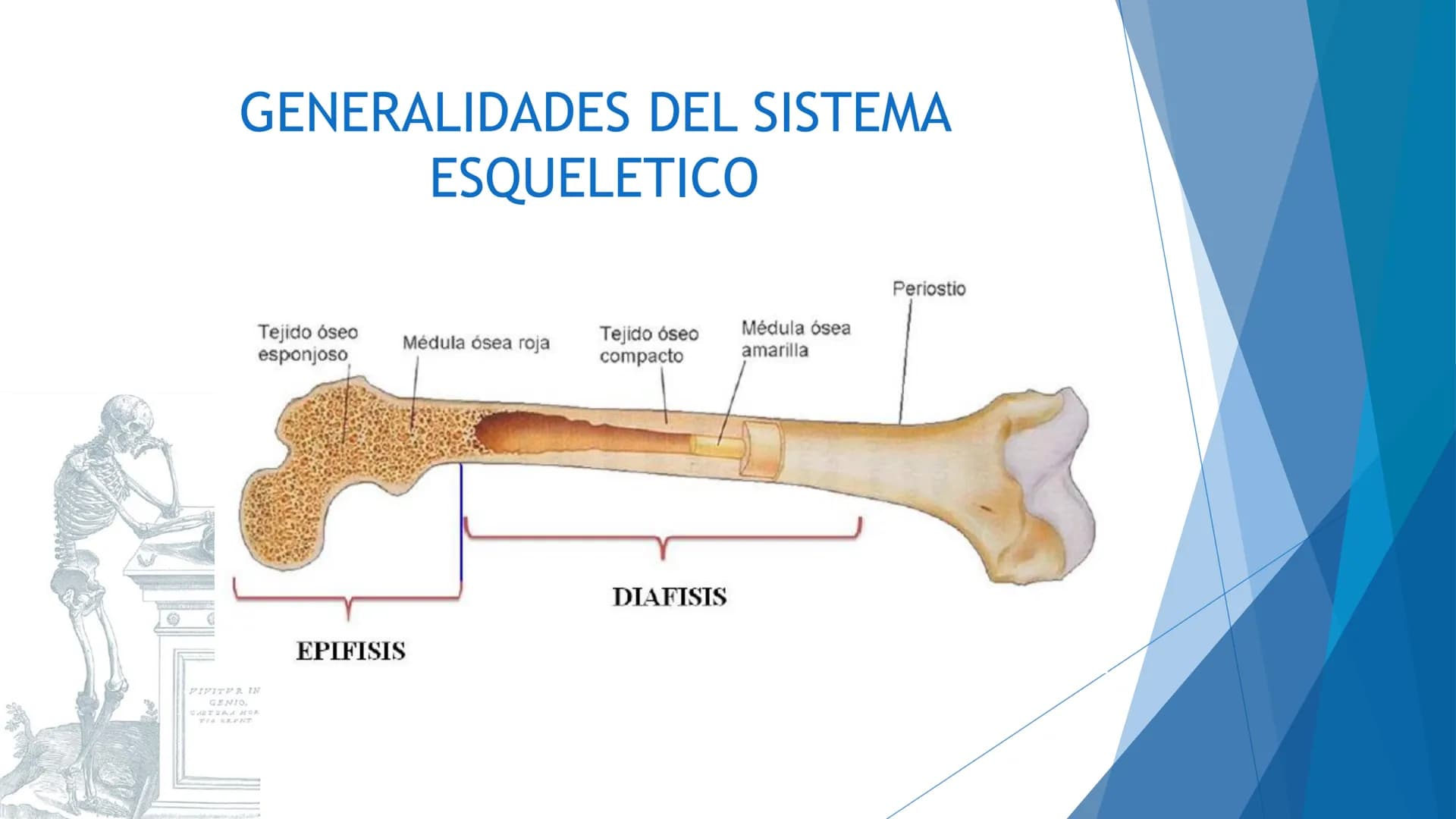 CONCEPTOS BASICOS
ANATOMIA
FT DAVID MONTENEGRO VIVAS ¿QUÉ ES LA ANATOMÍA? ANATOMÍA
Es el estudio de la estructura y la forma del cuerpo y su