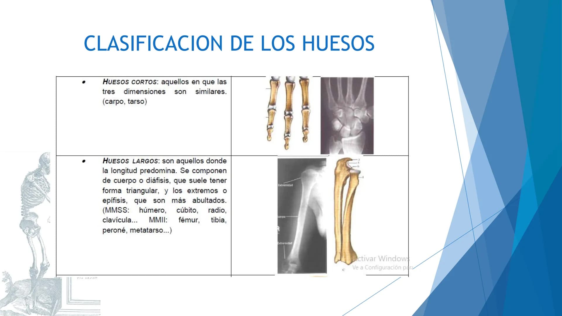CONCEPTOS BASICOS
ANATOMIA
FT DAVID MONTENEGRO VIVAS ¿QUÉ ES LA ANATOMÍA? ANATOMÍA
Es el estudio de la estructura y la forma del cuerpo y su