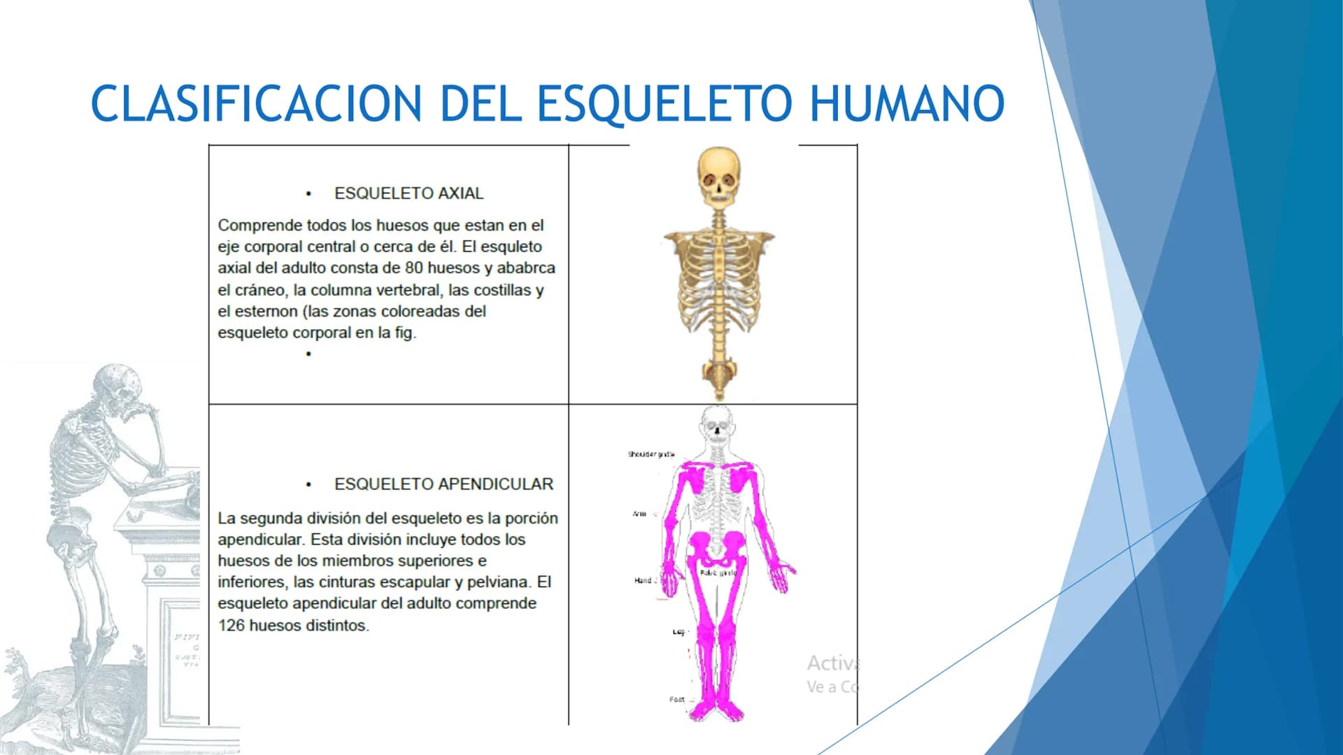 CONCEPTOS BASICOS
ANATOMIA
FT DAVID MONTENEGRO VIVAS ¿QUÉ ES LA ANATOMÍA? ANATOMÍA
Es el estudio de la estructura y la forma del cuerpo y su