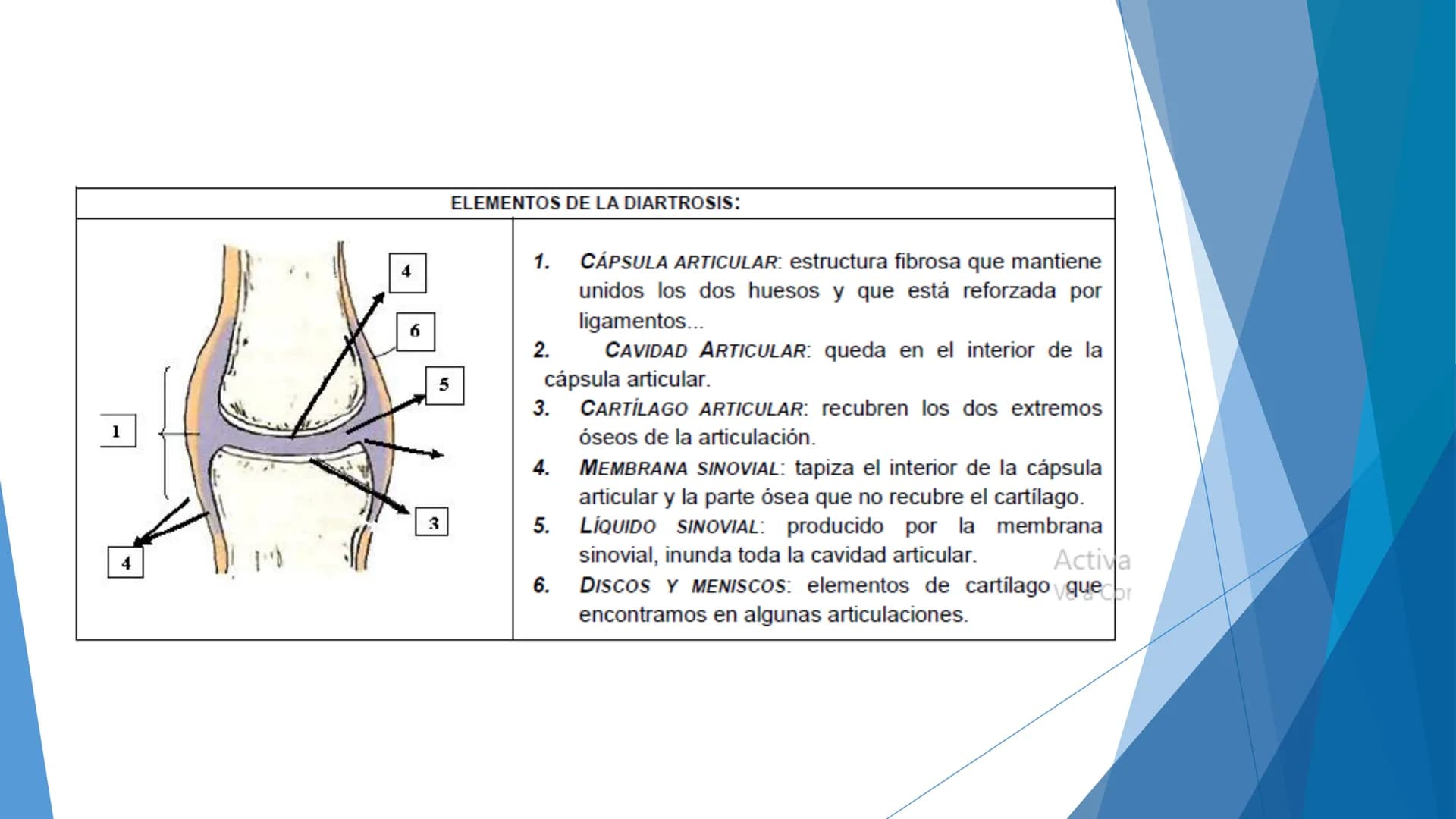 CONCEPTOS BASICOS
ANATOMIA
FT DAVID MONTENEGRO VIVAS ¿QUÉ ES LA ANATOMÍA? ANATOMÍA
Es el estudio de la estructura y la forma del cuerpo y su