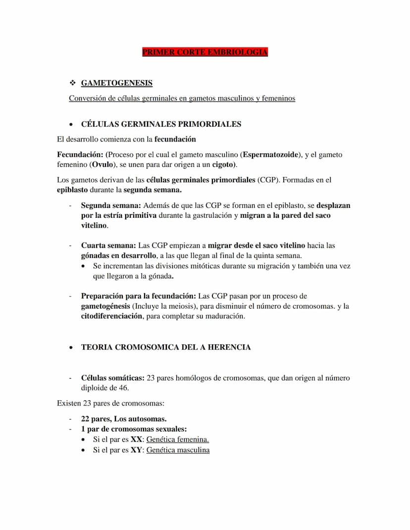 PRIMER CORTE EMBRIOLOGIA
GAMETOGENESIS
Conversión de células germinales en gametos masculinos y femeninos
•
CÉLULAS GERMINALES PRIMORDIALES
