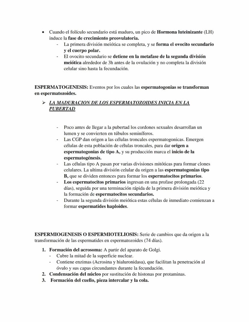 PRIMER CORTE EMBRIOLOGIA
GAMETOGENESIS
Conversión de células germinales en gametos masculinos y femeninos
•
CÉLULAS GERMINALES PRIMORDIALES
