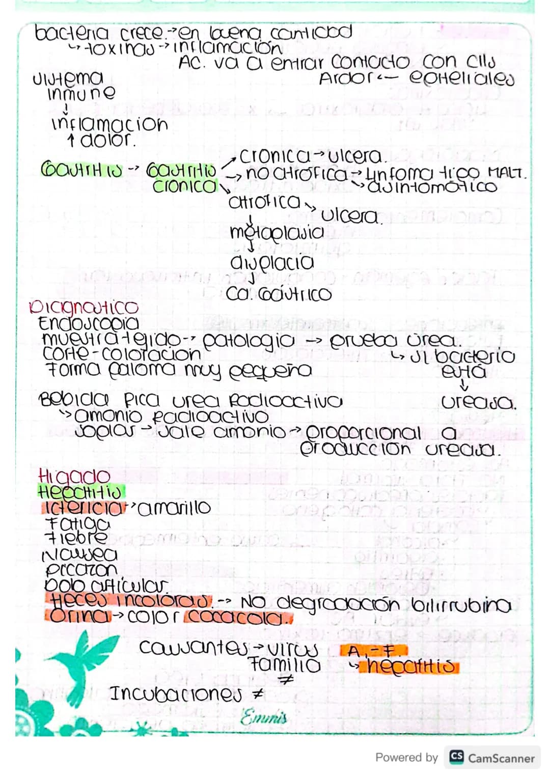 Infecciones
Gastrointestinales..
Eutomago S
Intestino
-> InfeccioJAJ.
Higado
Eutomago
Ulcera
Helycobacter pylori adquirida con las comidas.

