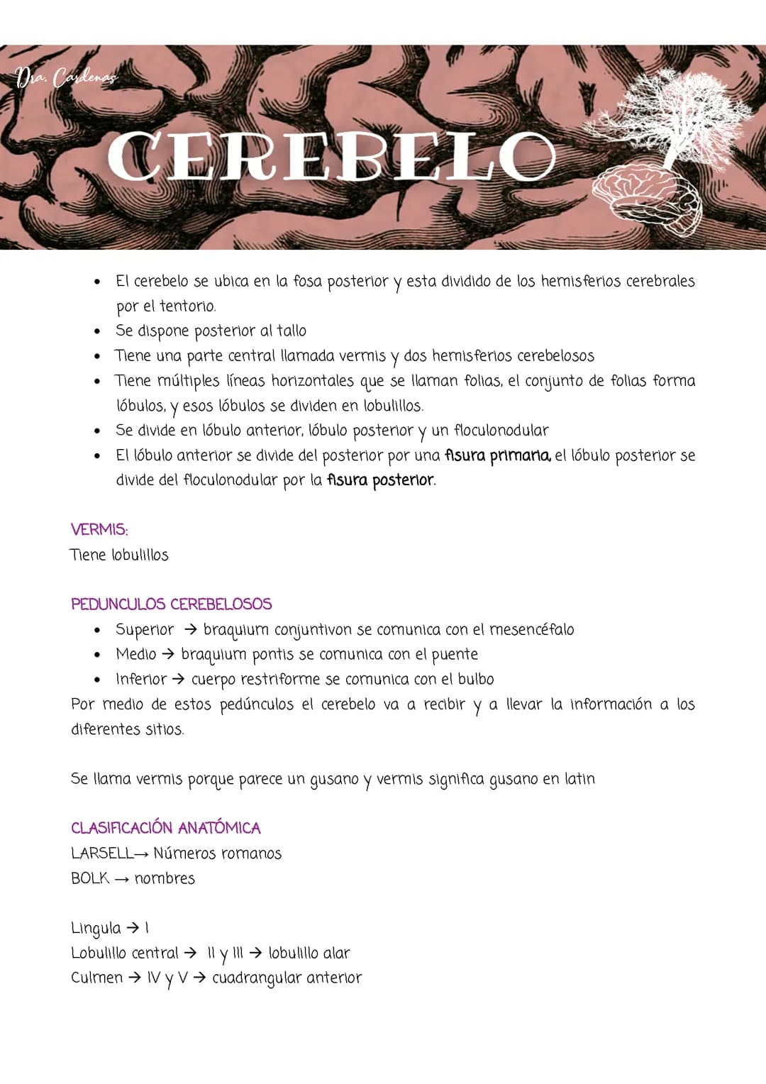 CEREBELO 