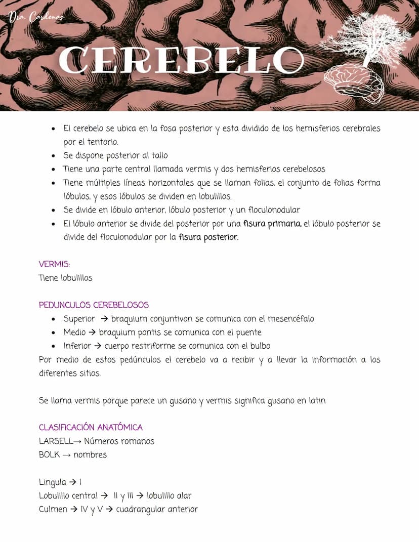 Dra. Cardenas
CEREBELO
•
•
El cerebelo se ubica en la fosa posterior y esta dividido de los hemisferios cerebrales
por el tentorio.
Se dispo