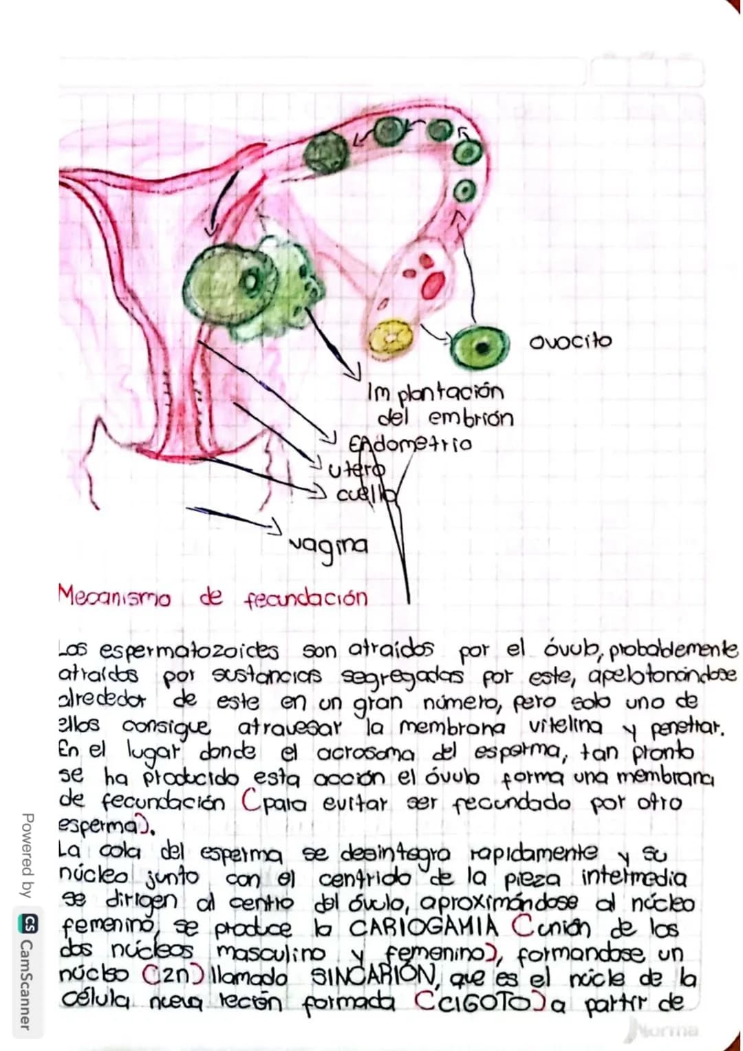 Reproducción humana
La función de reprodución permite generar
nuevos individuos semejantes a los progenitores
lo que posibilita la supervive