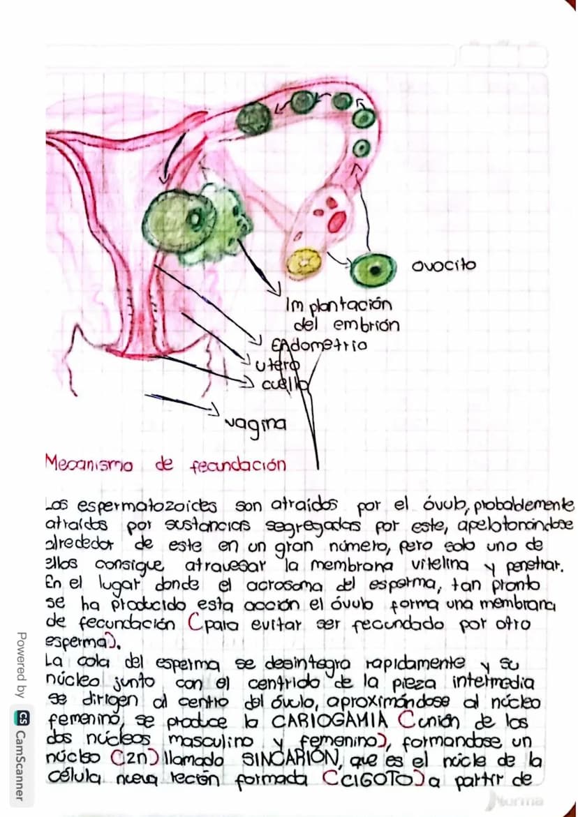 Reproducción humana
La función de reprodución permite generar
nuevos individuos semejantes a los progenitores
lo que posibilita la supervive