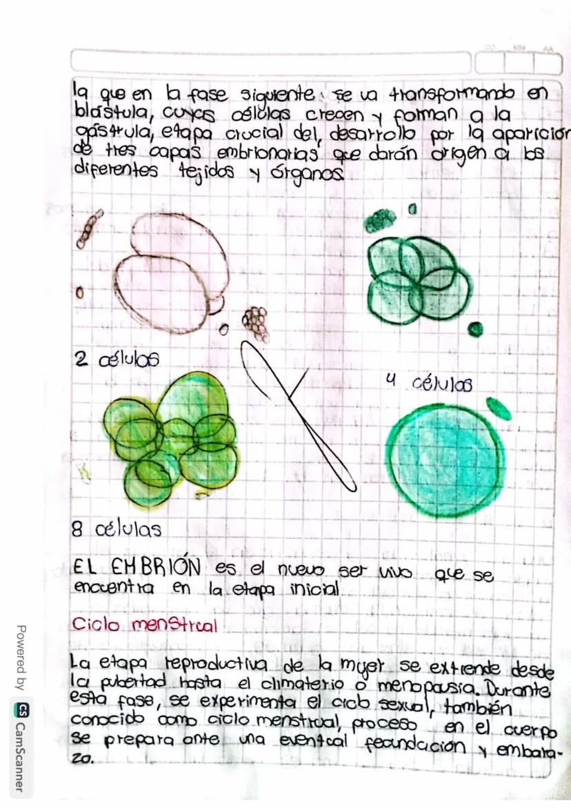 Reproducción humana
La función de reprodución permite generar
nuevos individuos semejantes a los progenitores
lo que posibilita la supervive