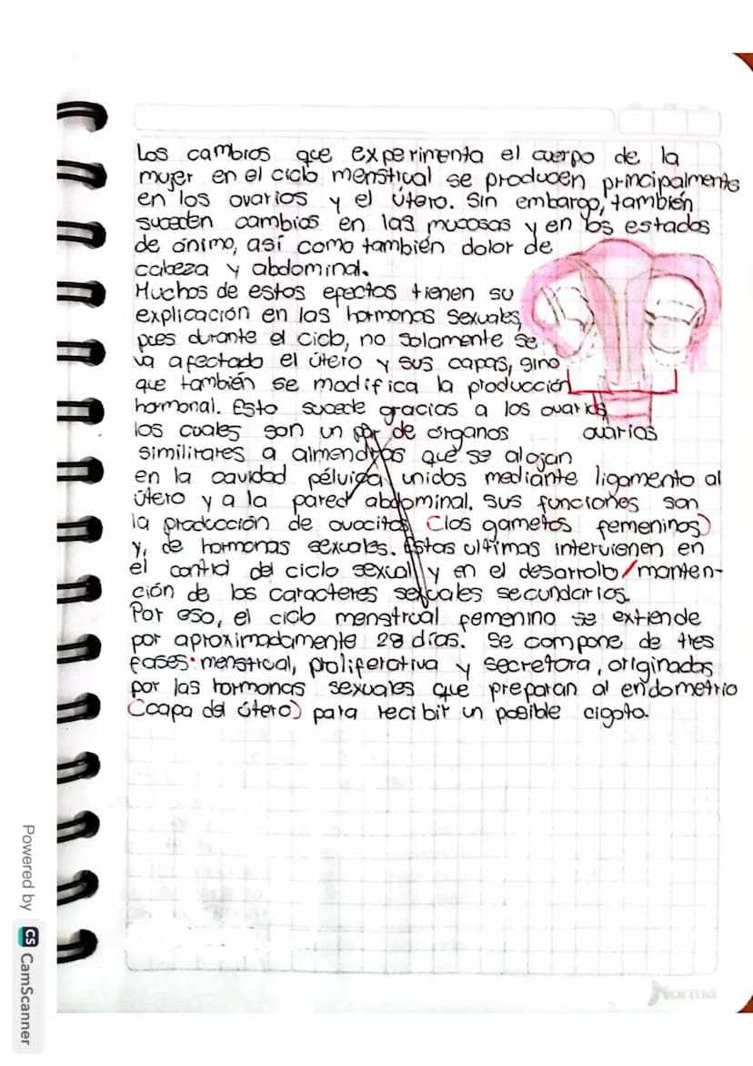 Reproducción humana
La función de reprodución permite generar
nuevos individuos semejantes a los progenitores
lo que posibilita la supervive