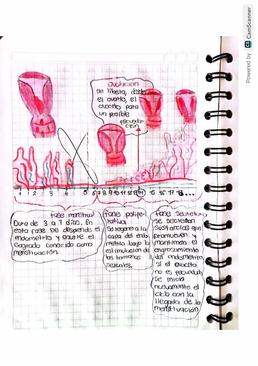 Reproducción humana
La función de reprodución permite generar
nuevos individuos semejantes a los progenitores
lo que posibilita la supervive
