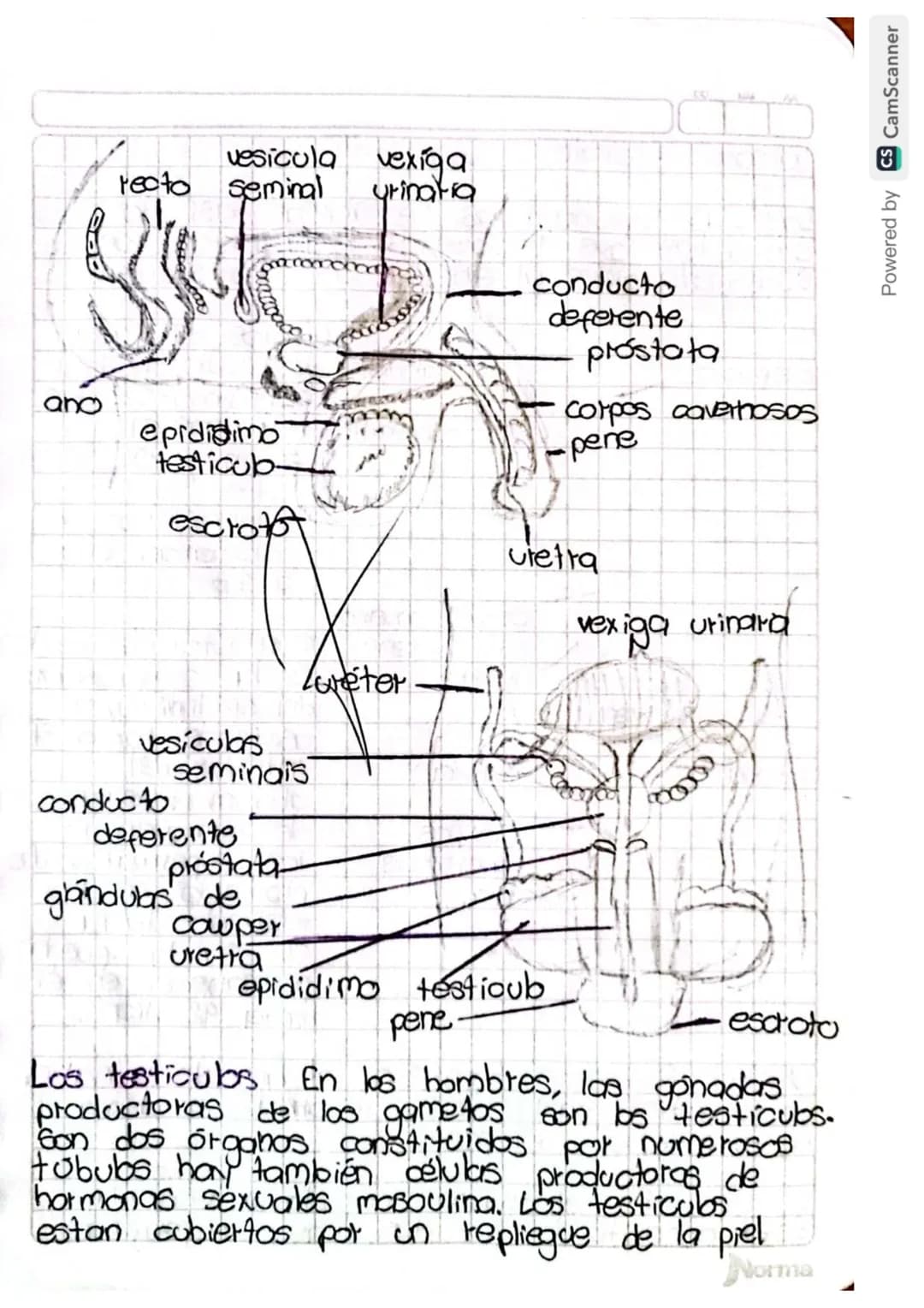 Reproducción humana
La función de reprodución permite generar
nuevos individuos semejantes a los progenitores
lo que posibilita la supervive